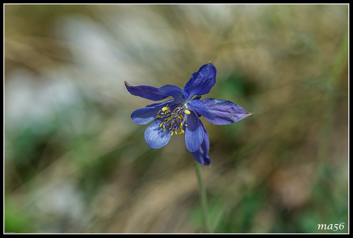 Aquilegia einseleana