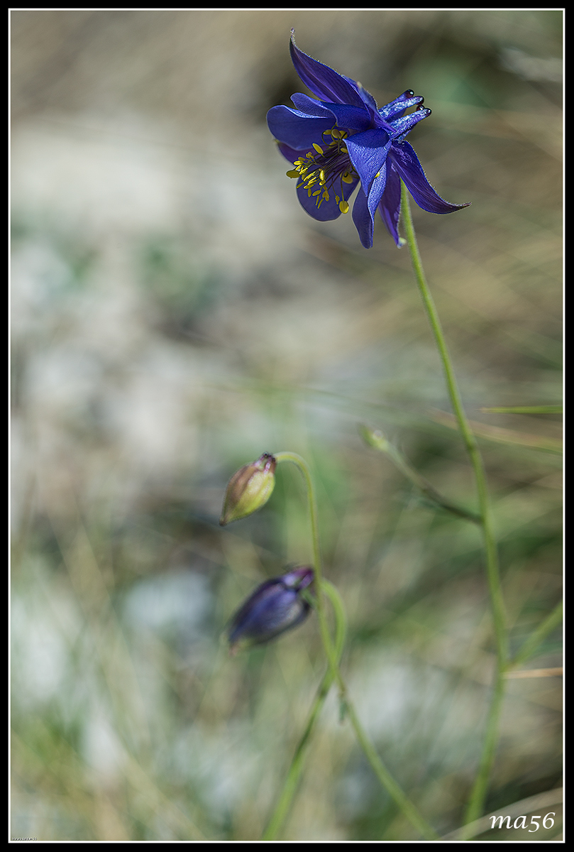 Aquilegia einseleana