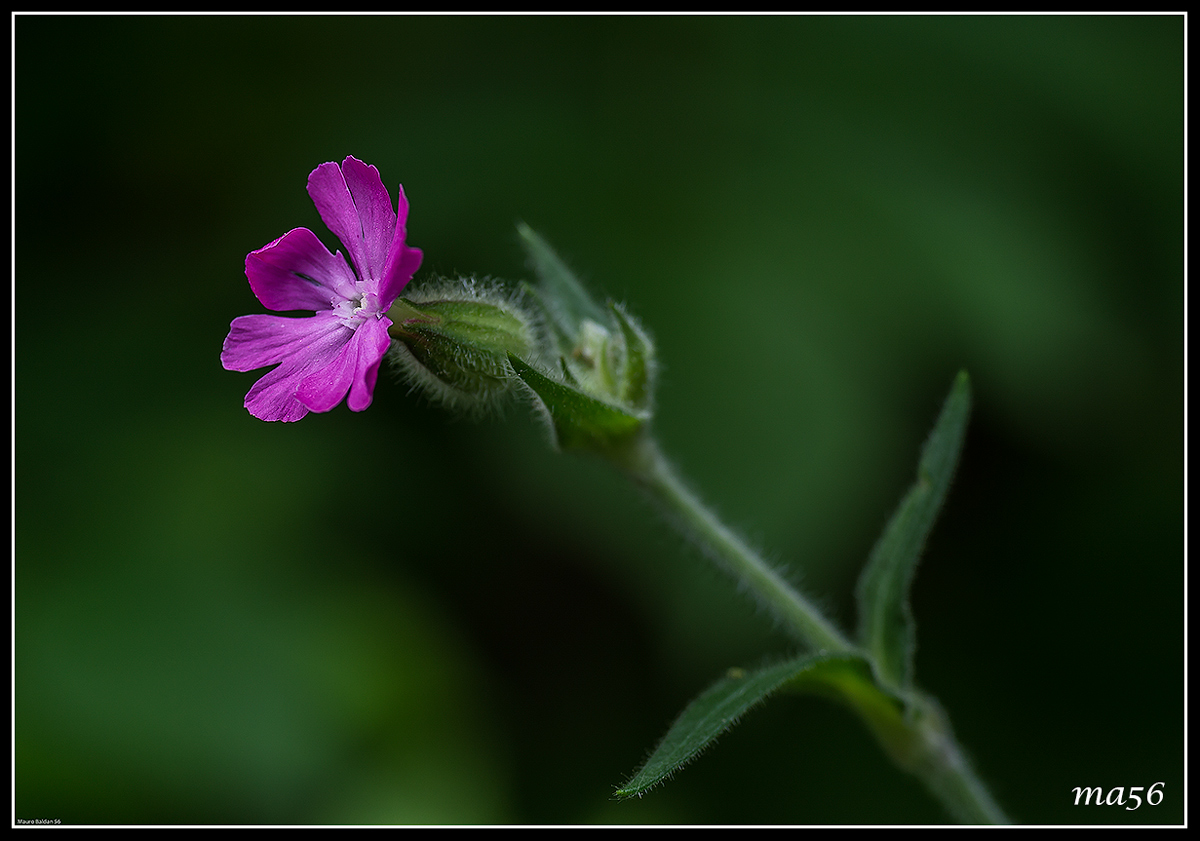 Silene dioica