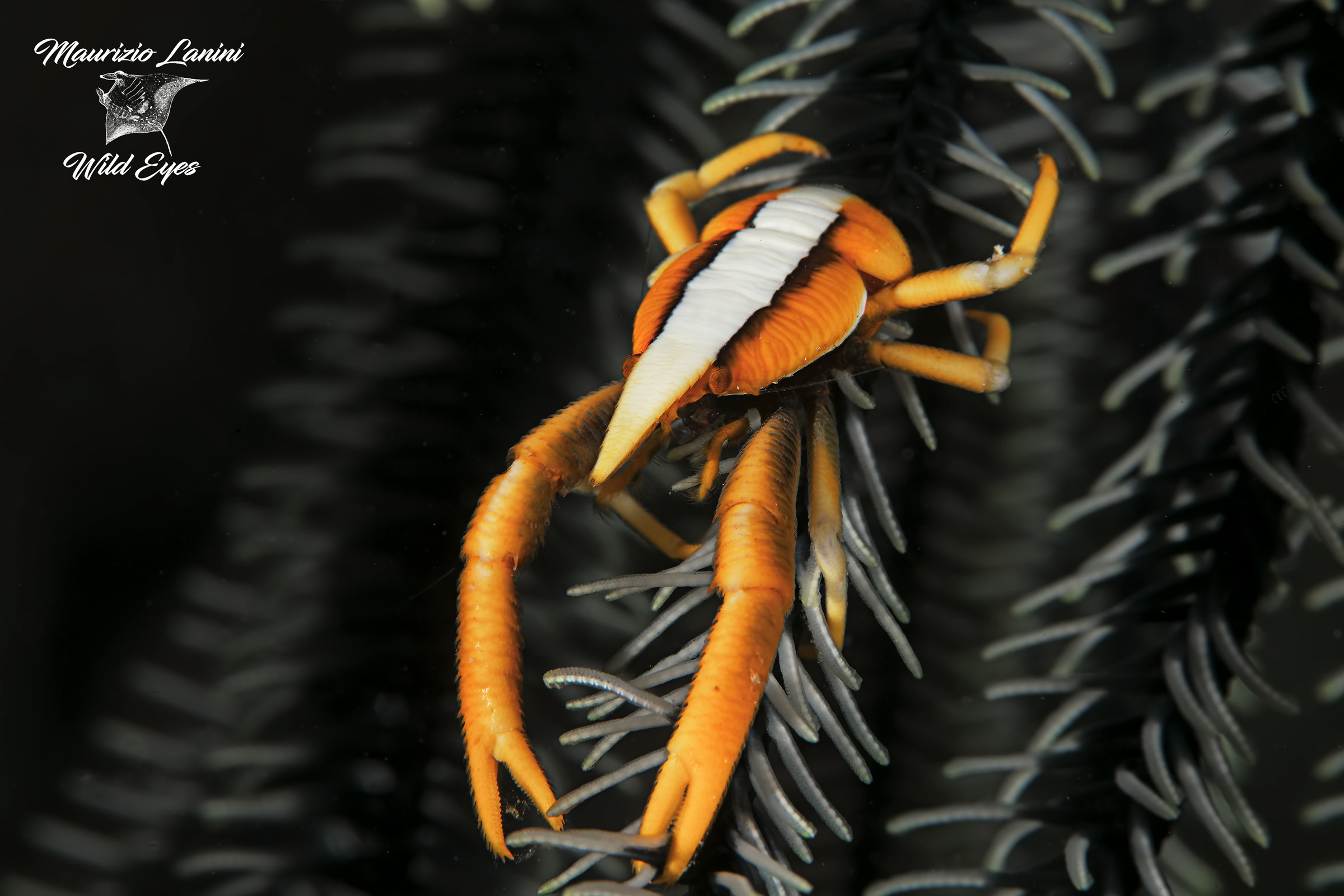 Crinoid crab
