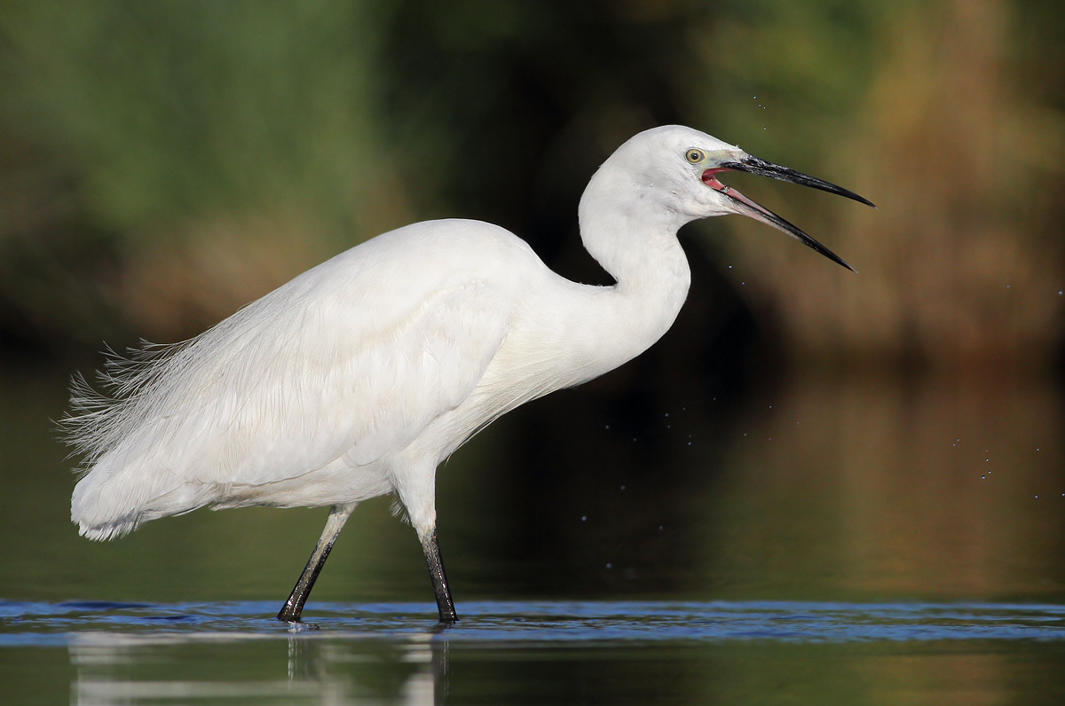 Egret