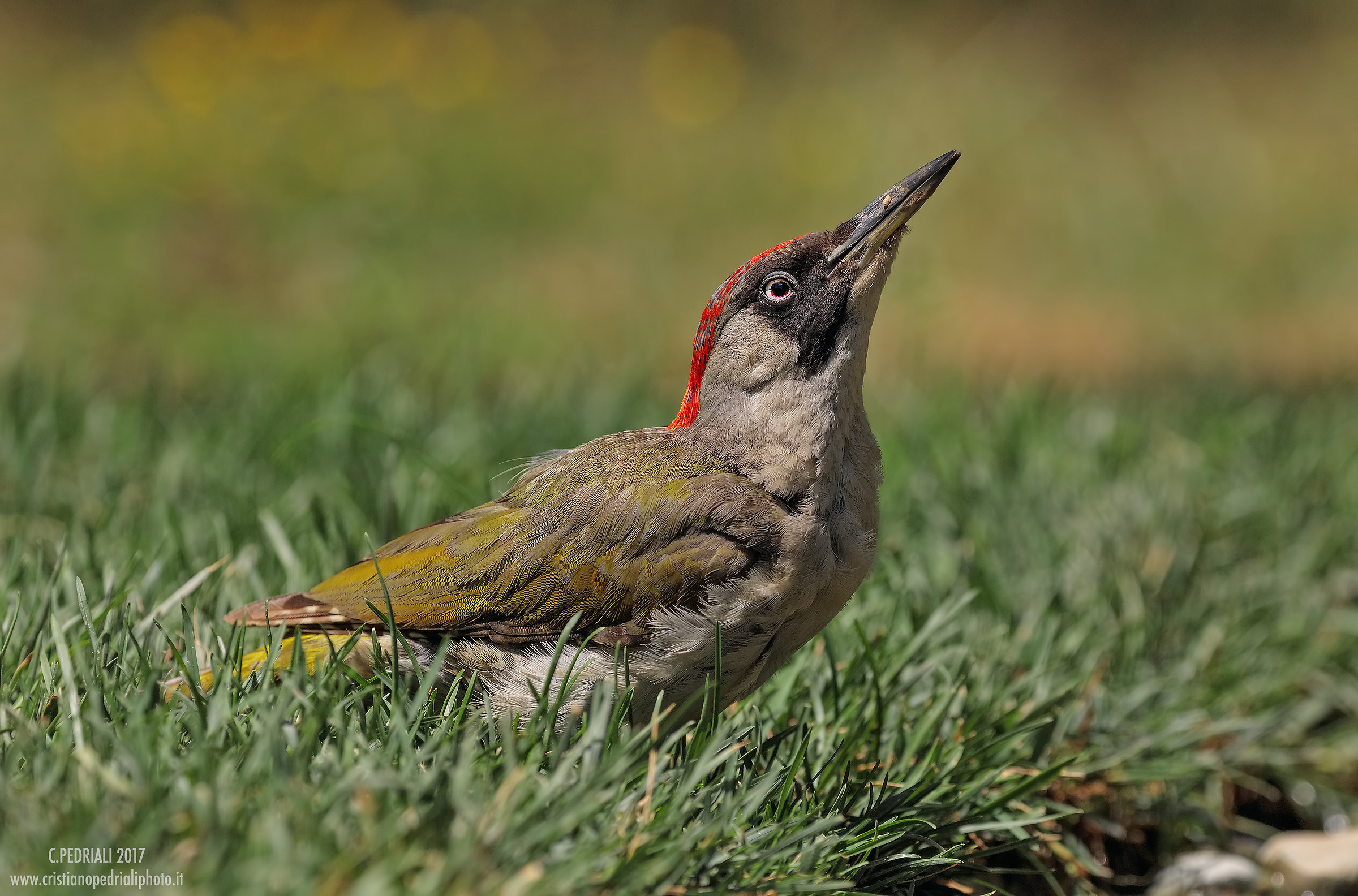 Picchio verde femmina...