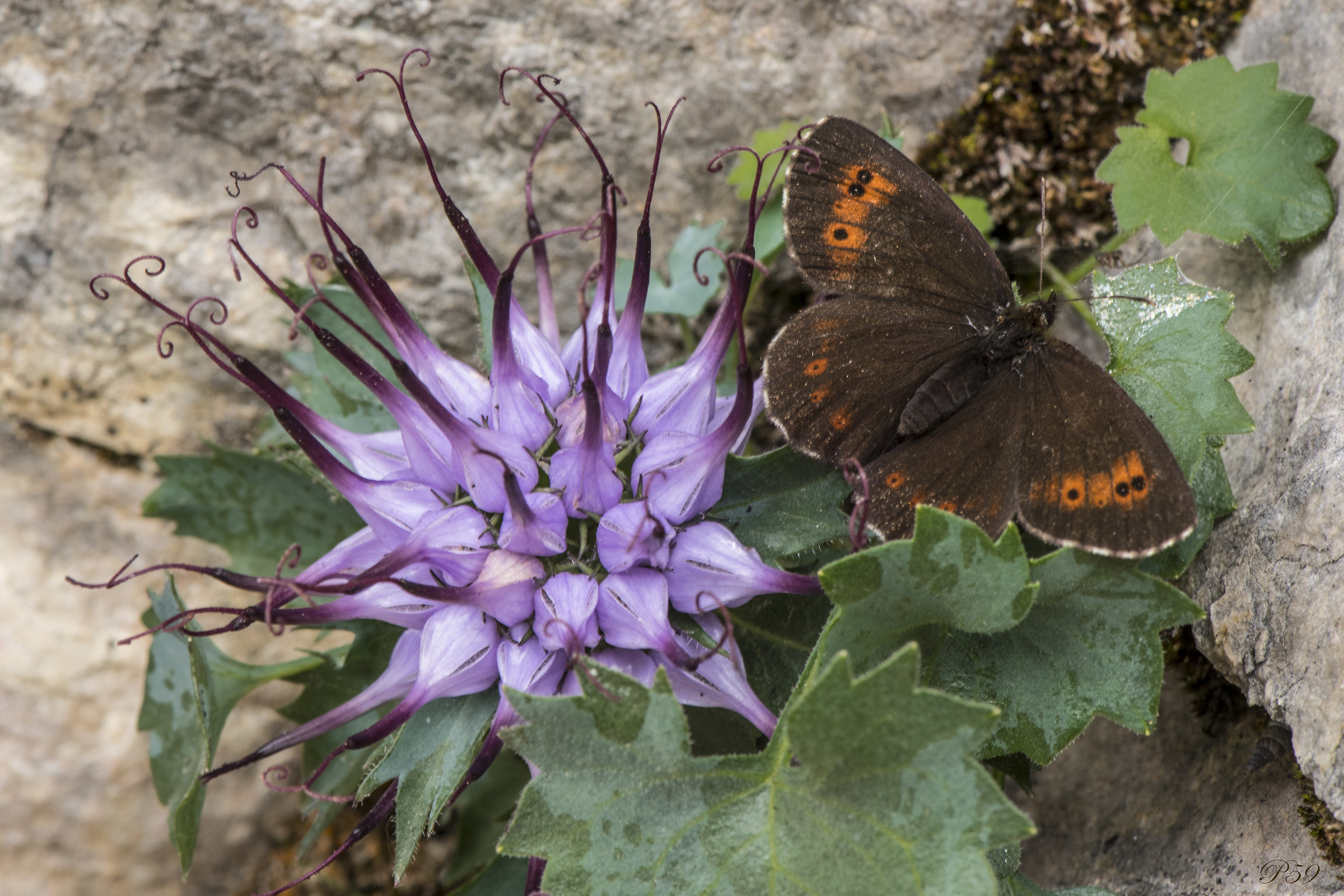 The rapos and the butterfly