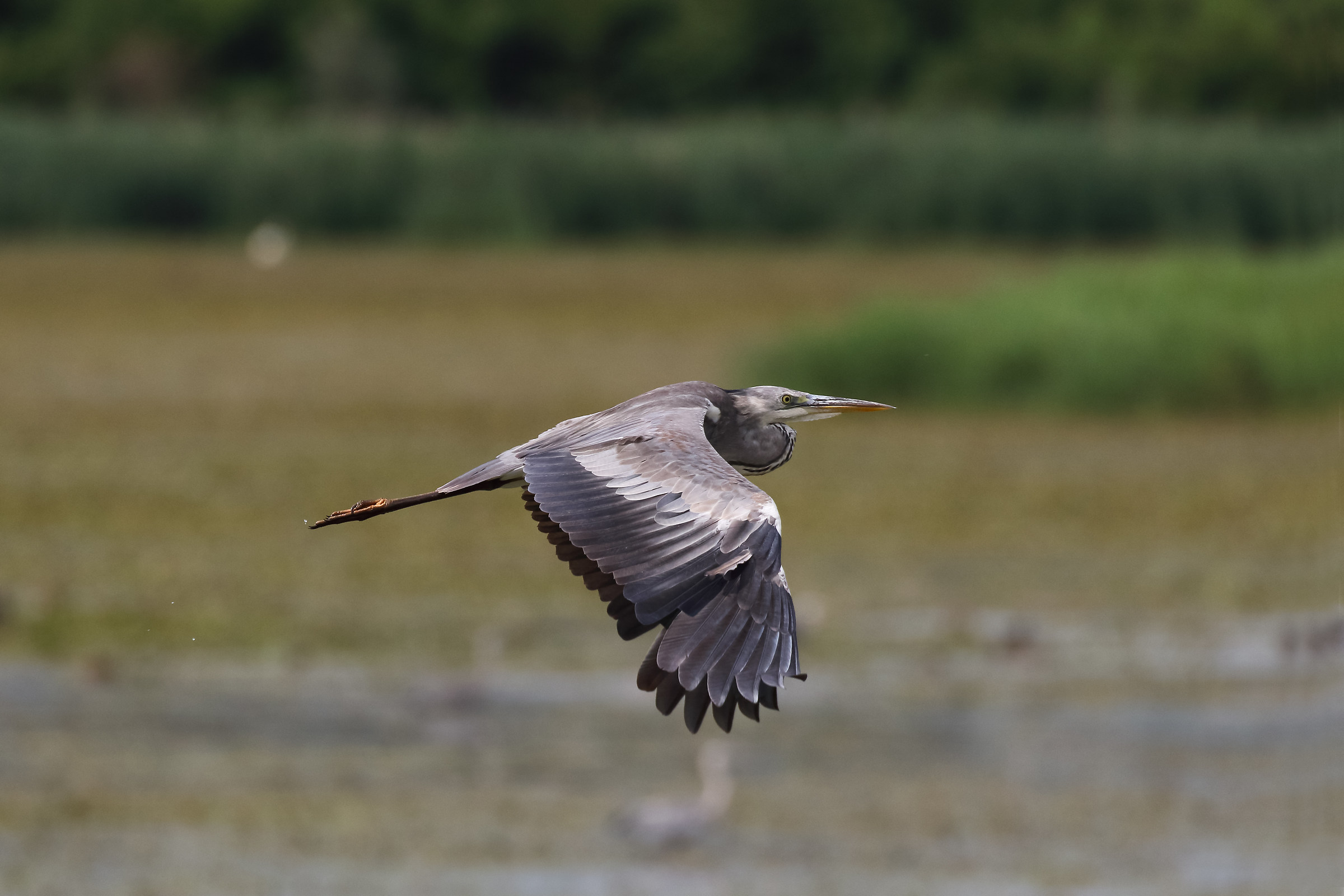 Young Cattle On Flight