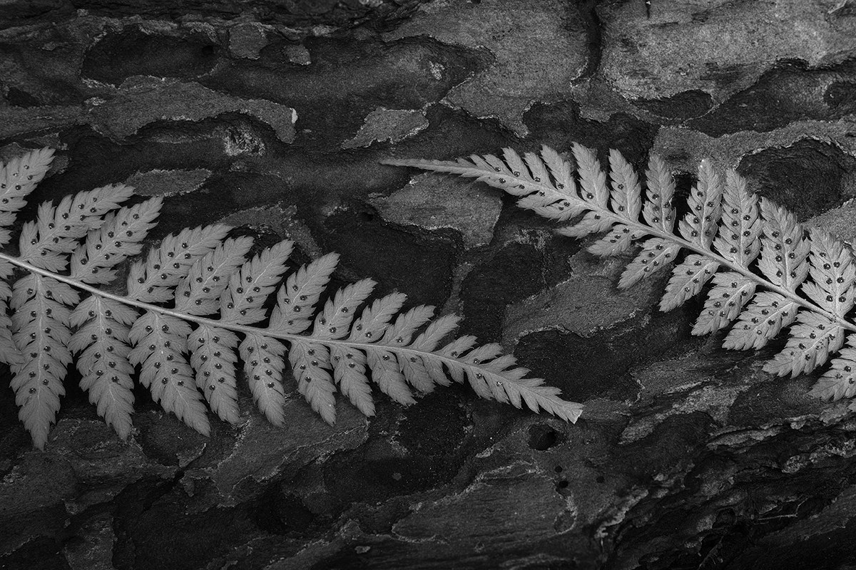Ferns and wood