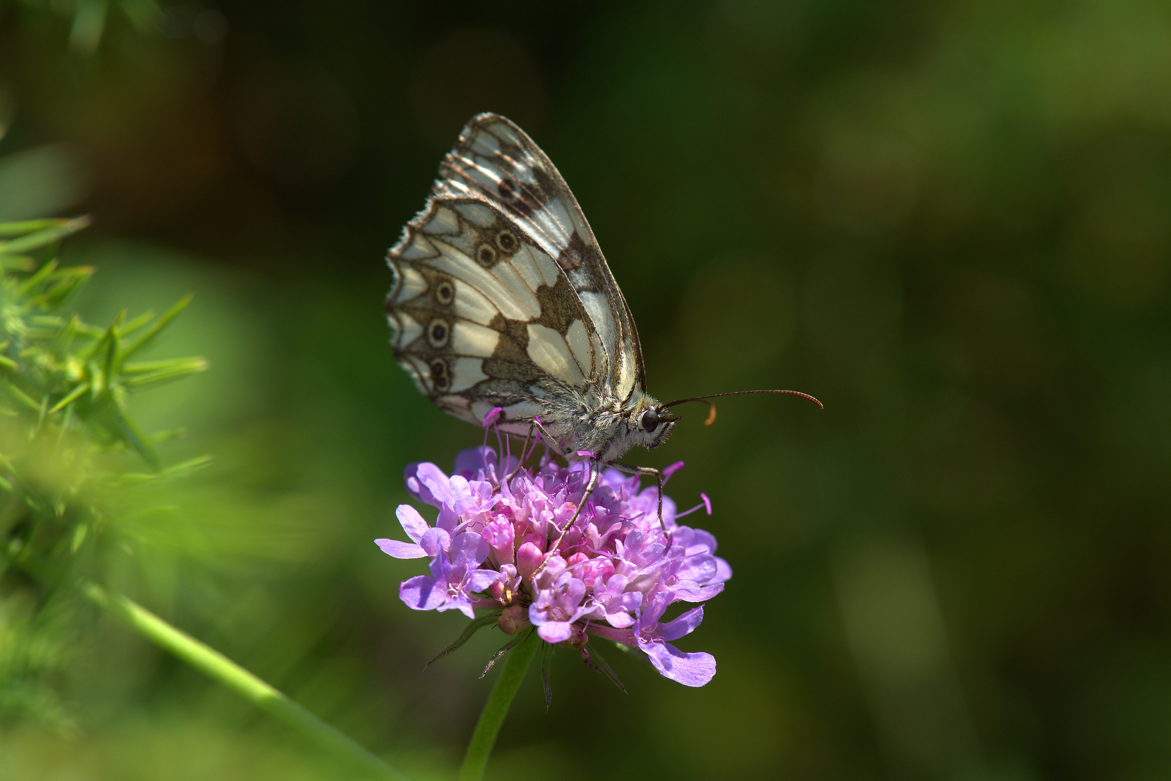 Melanargia galathea