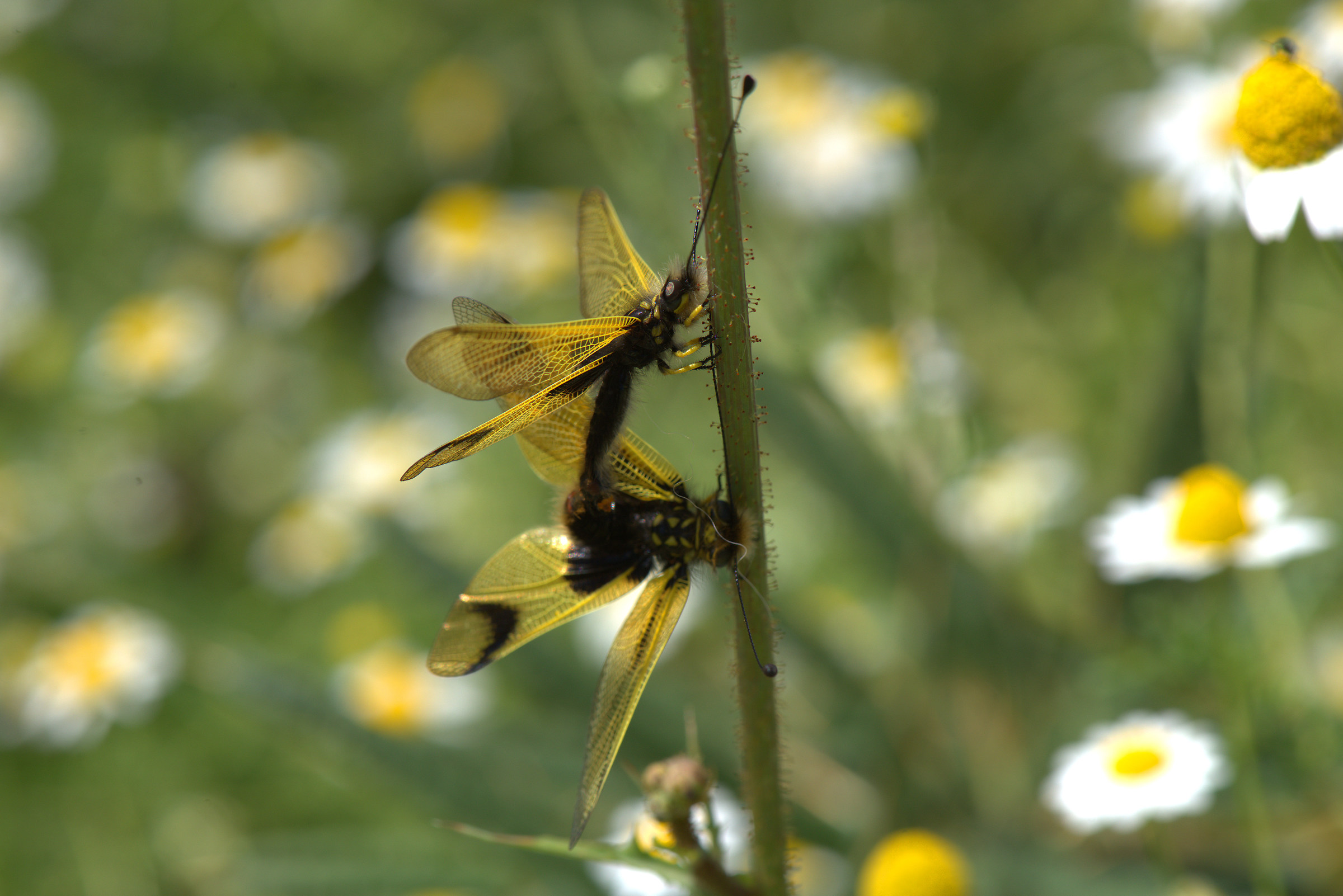 Libelloides longicornis