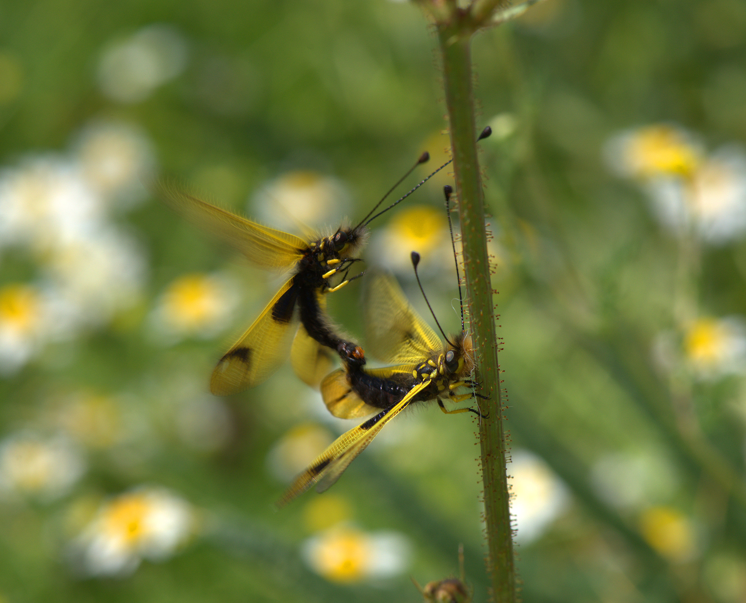 Libelloides longicornis