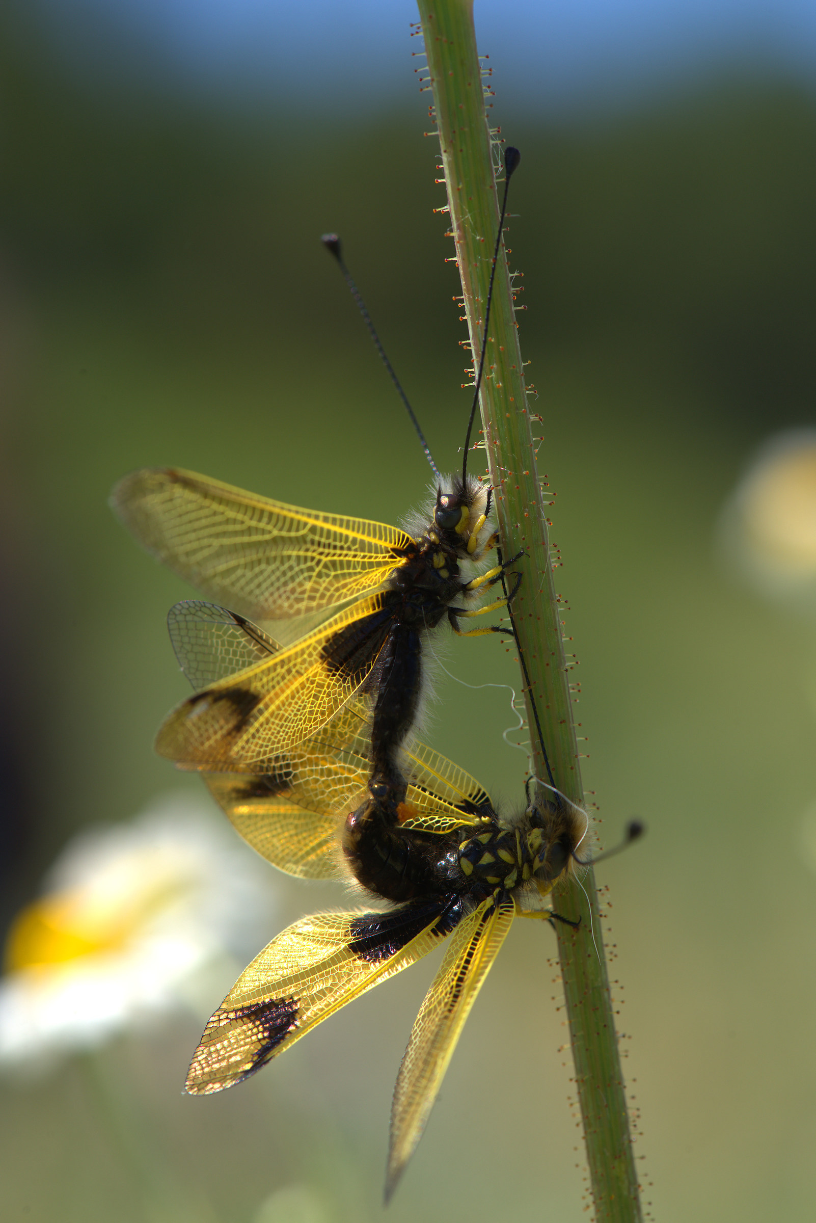 Libelloides longicornis