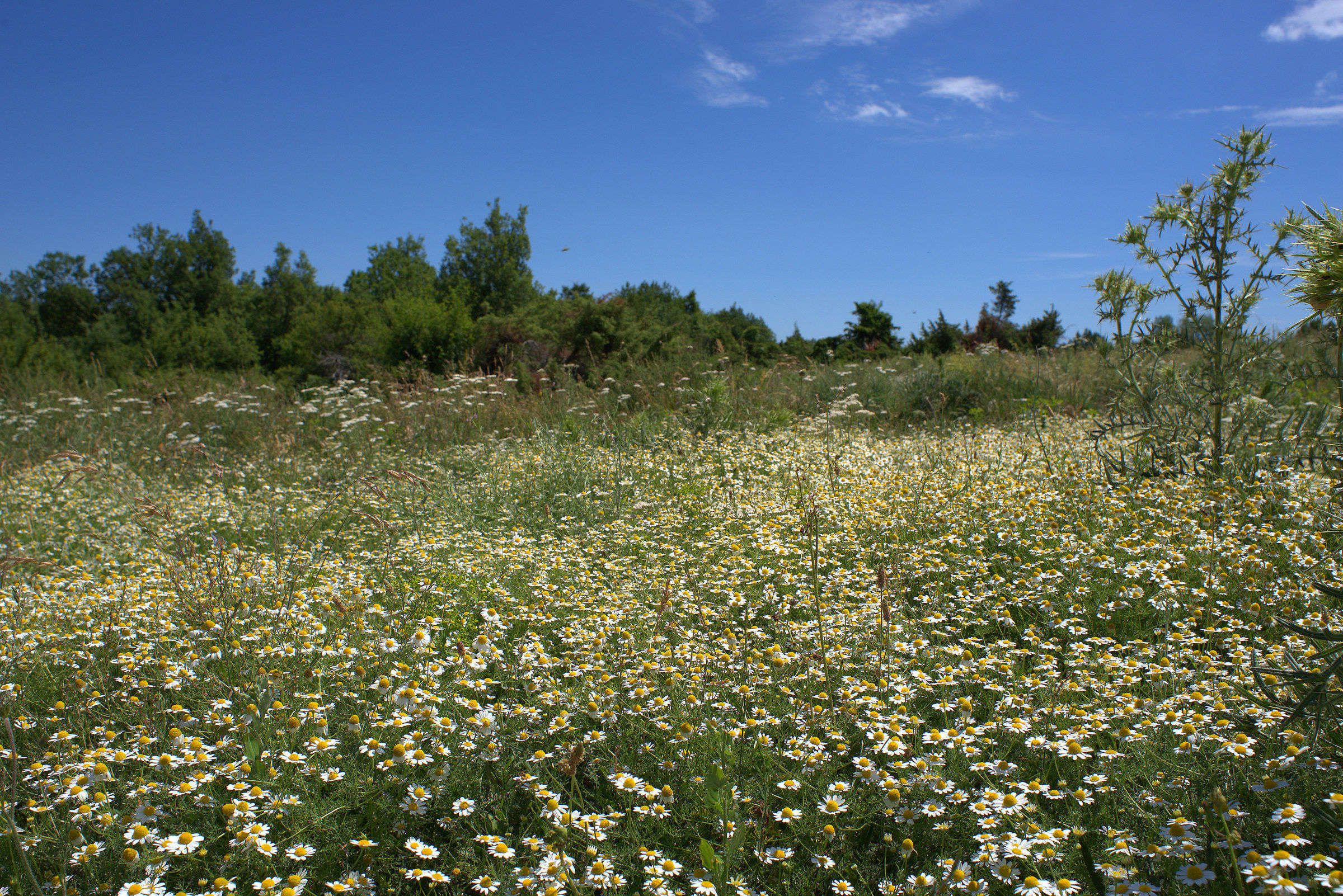 Chamomile to the hill of San Giacomo