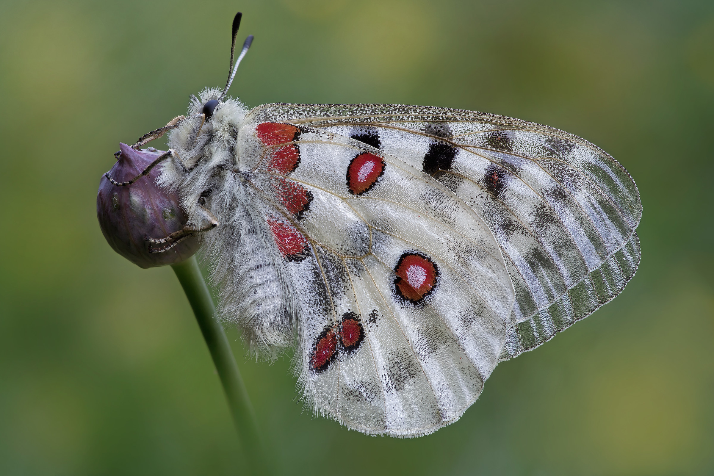 Parnassius apollo
