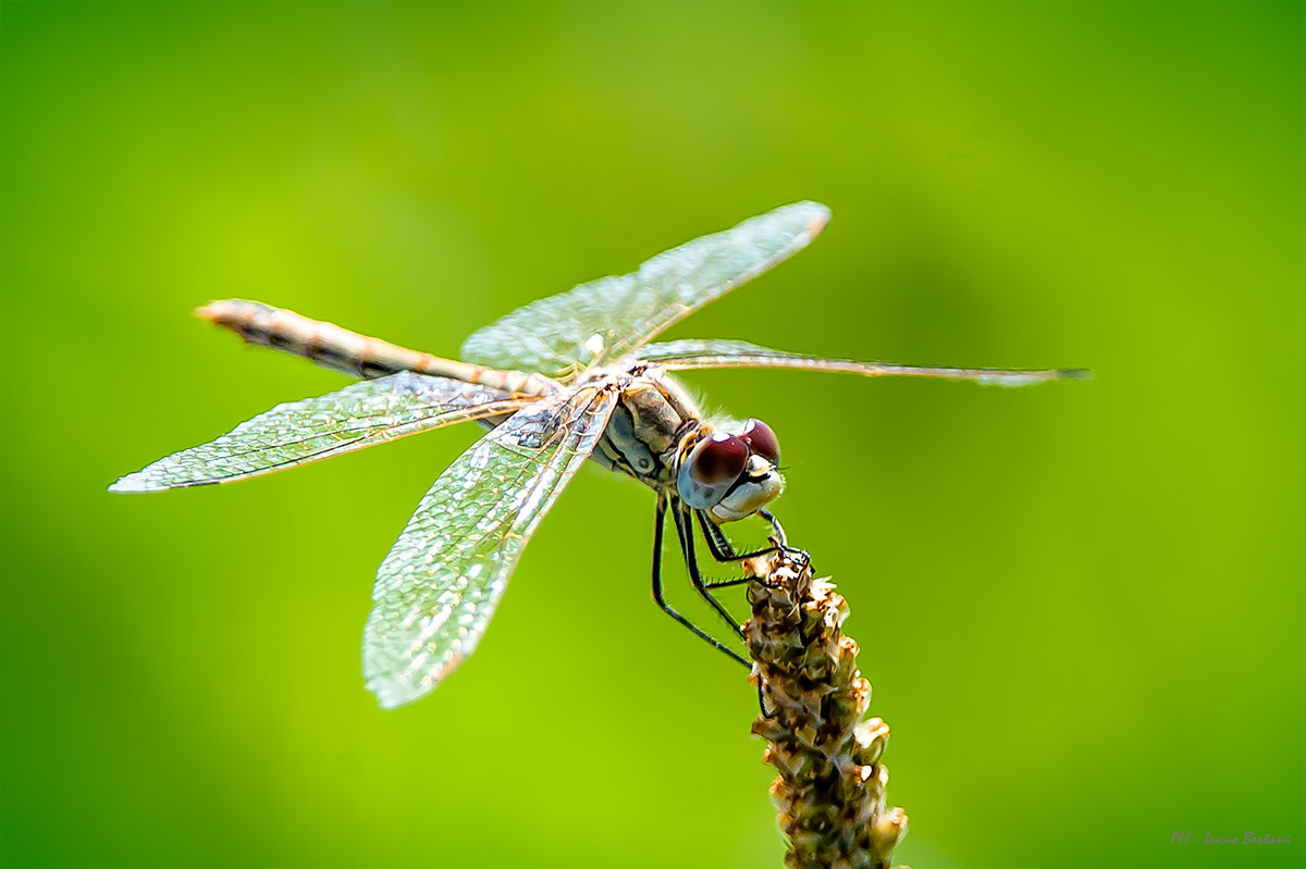 Libellula