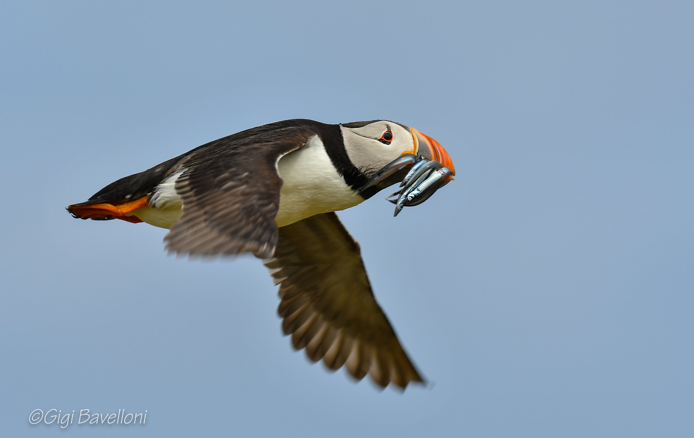 puffin