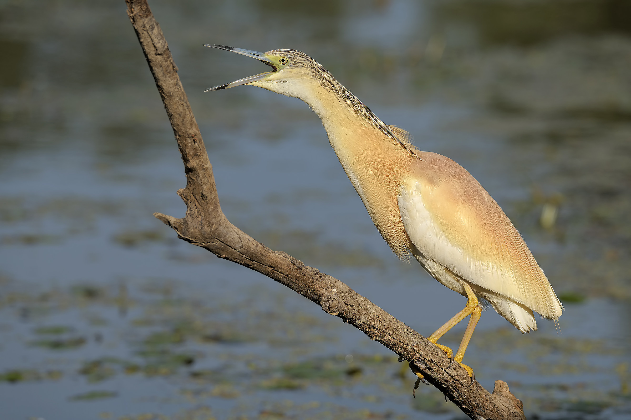 Sgarza incaxxata !!!