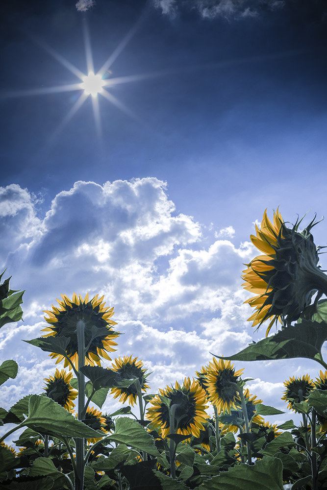 i guardiani del sole