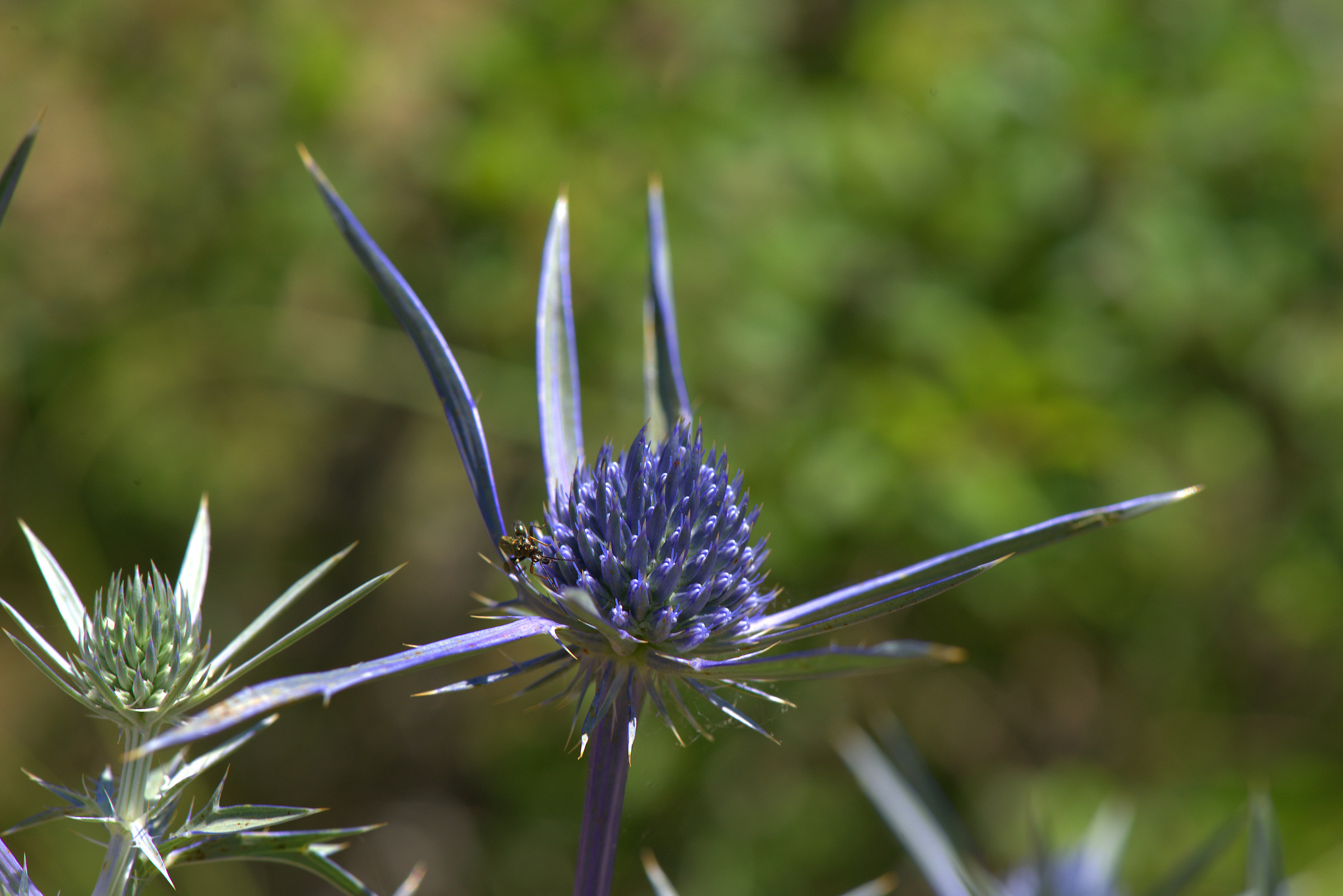 Eryngium amethystinum