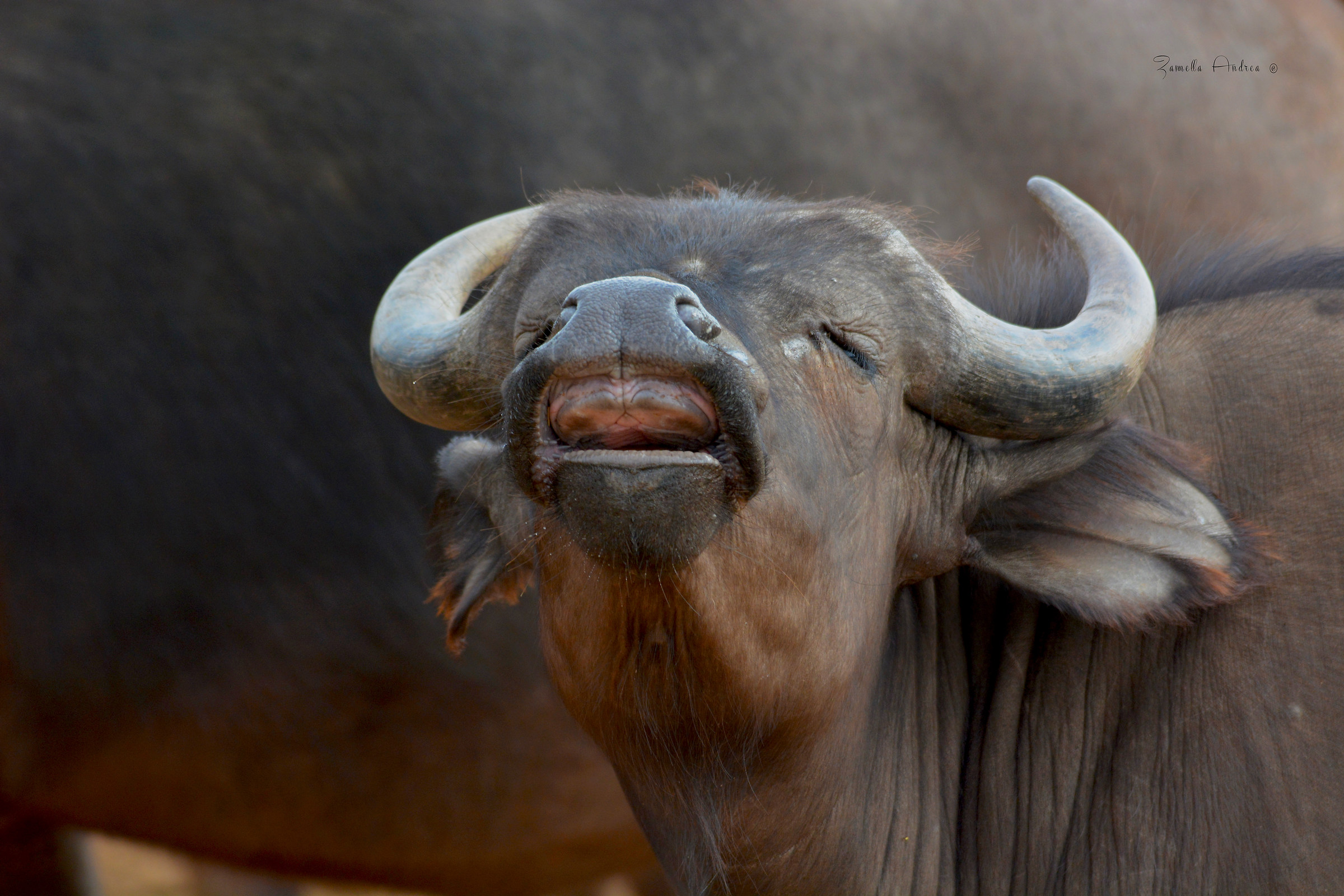 Un sorriso bufalesco..
