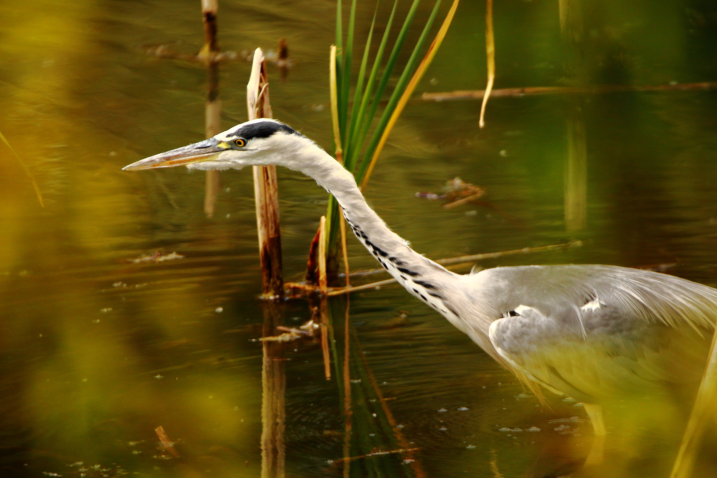 heron
