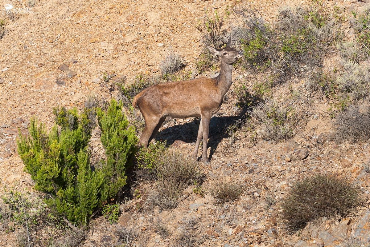 Cervo Sardo - Femmina Adulta