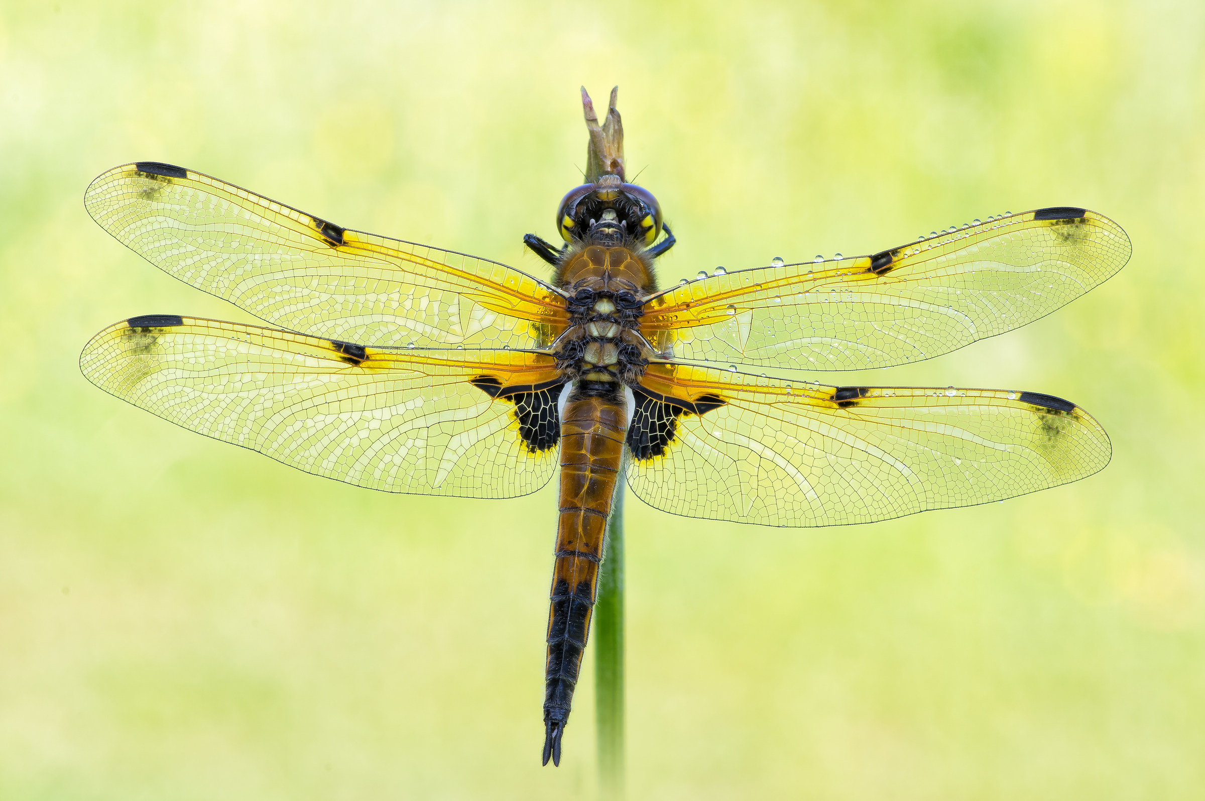 Quadrimaculata Dragonfly (Linnaeus, 1758)