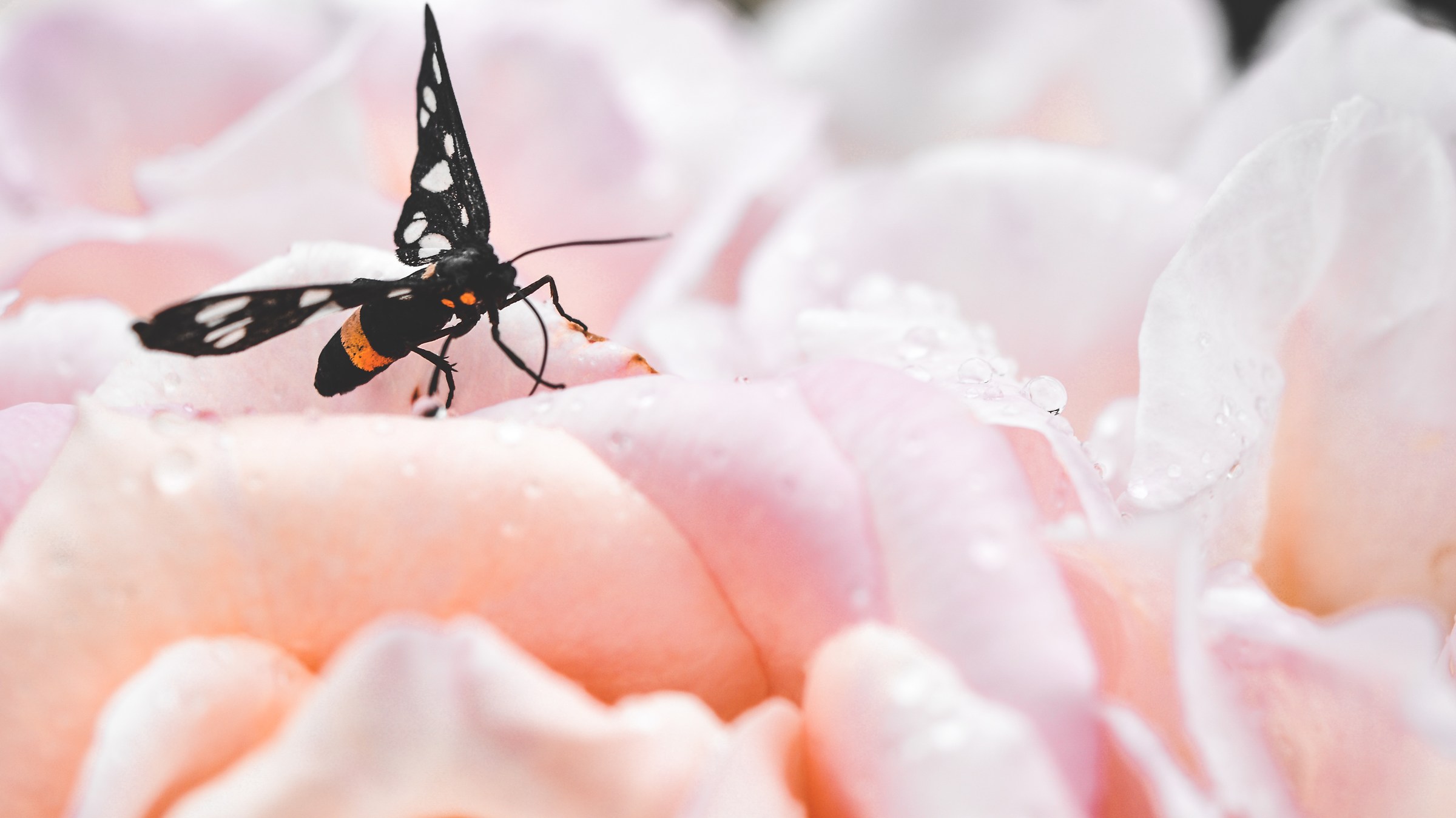 Farfalla su rosa bagnata di rugiada