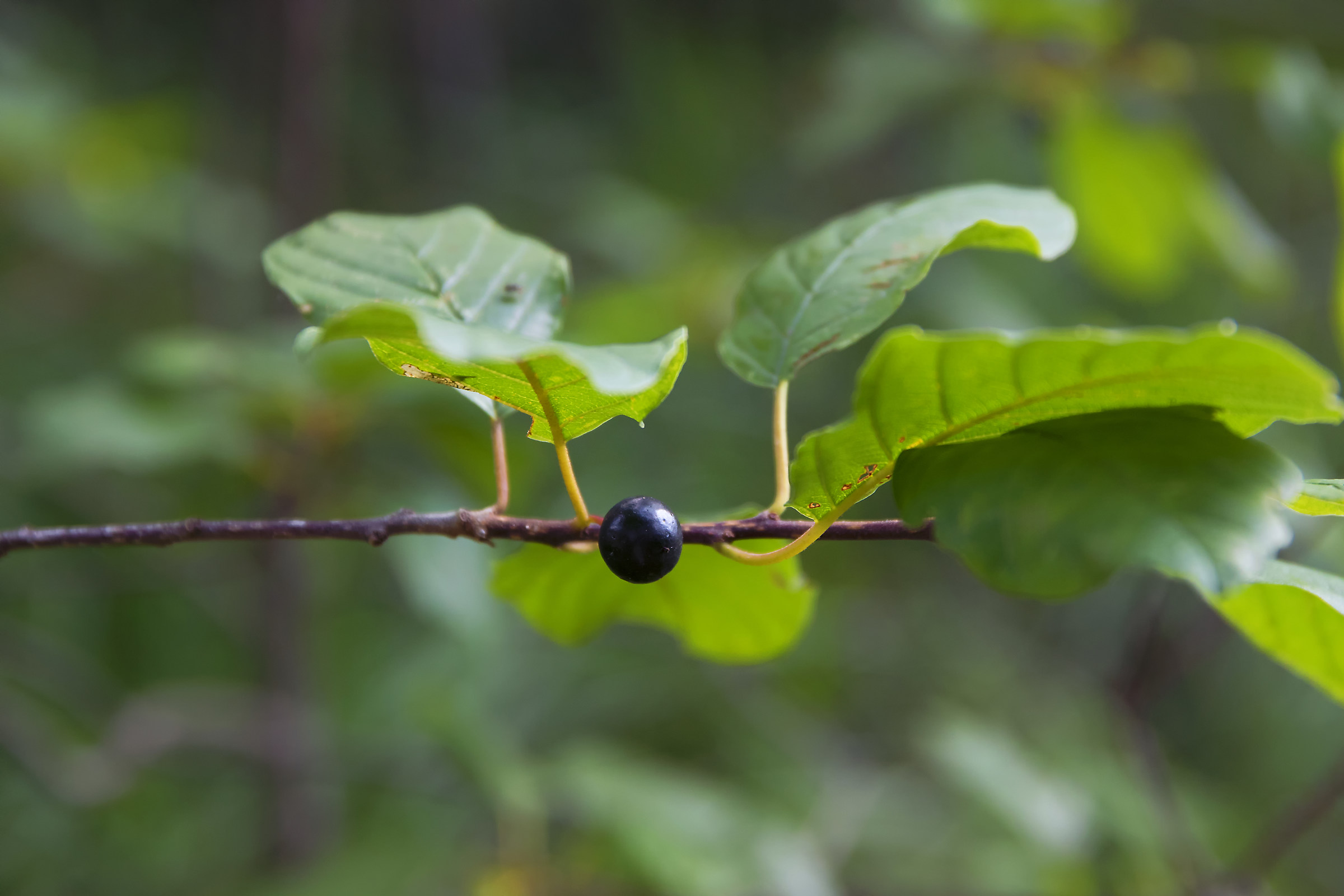 e' tutto un equilibrio sopra la follia