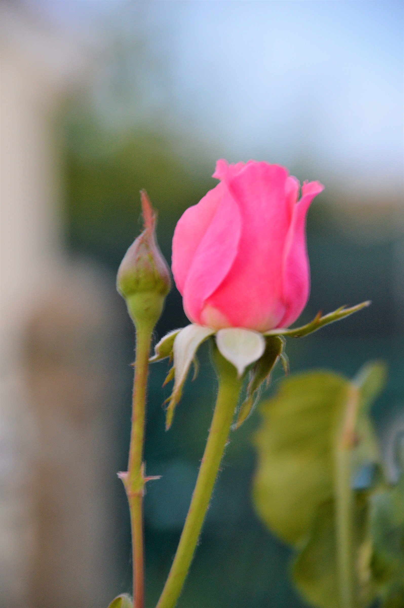 Rose to say thank you