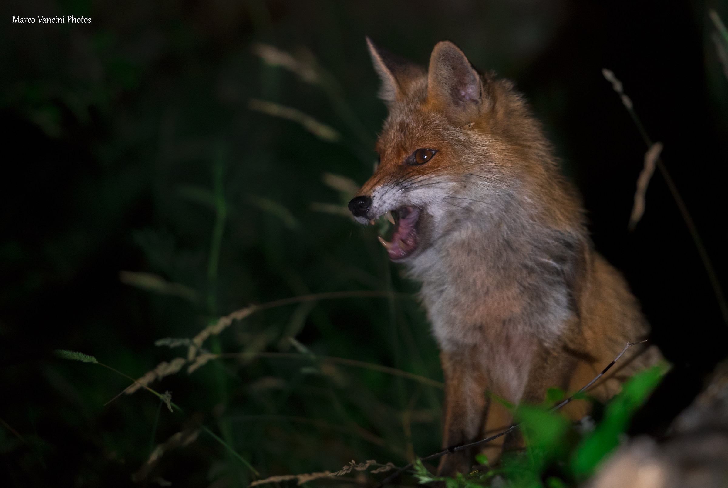 nella notte,nel bosco