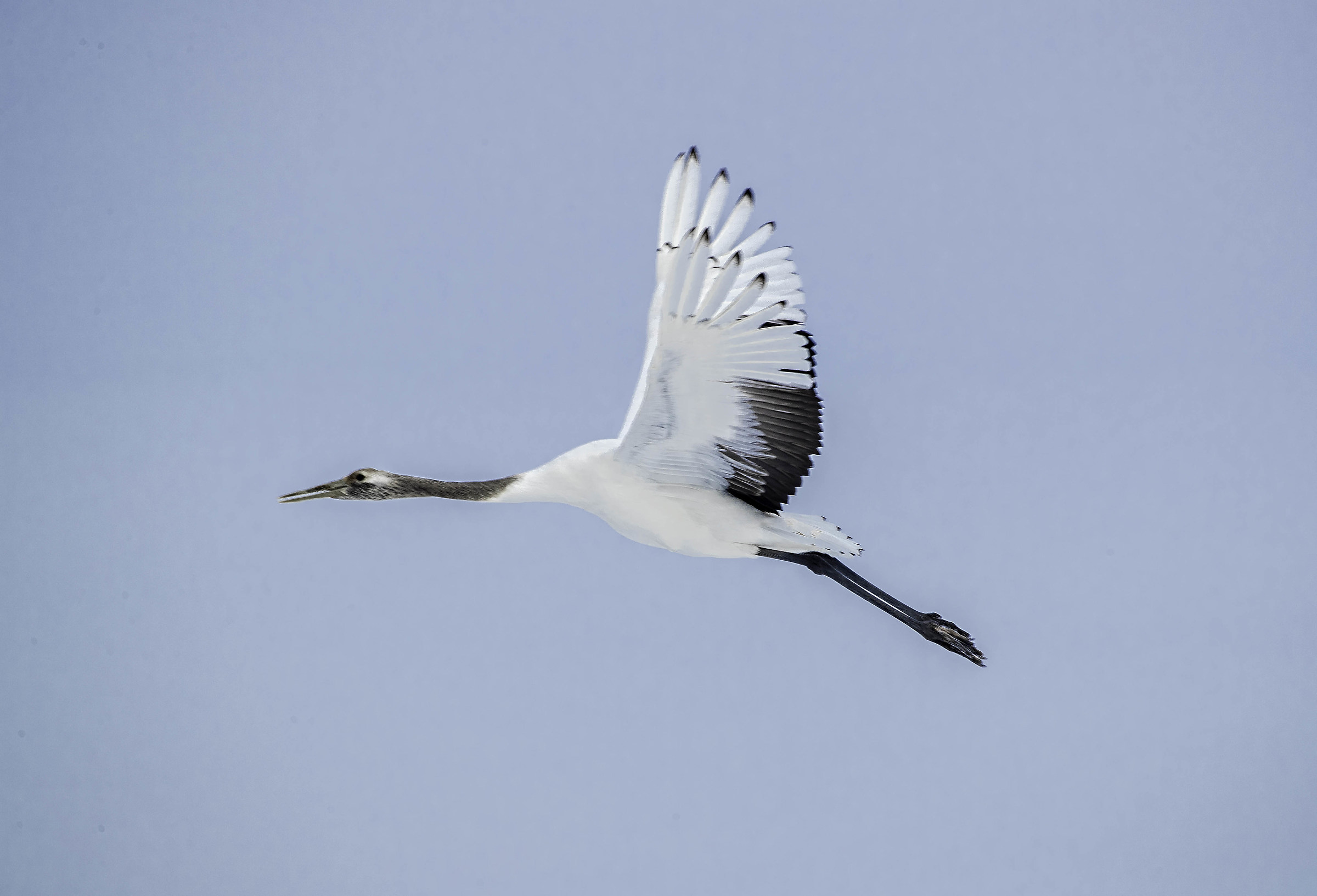 Crane in Flight