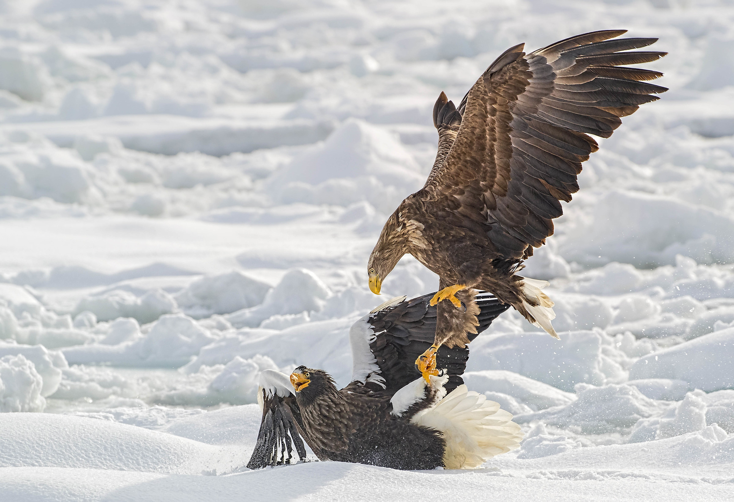 White Tail Attacks Stellars
