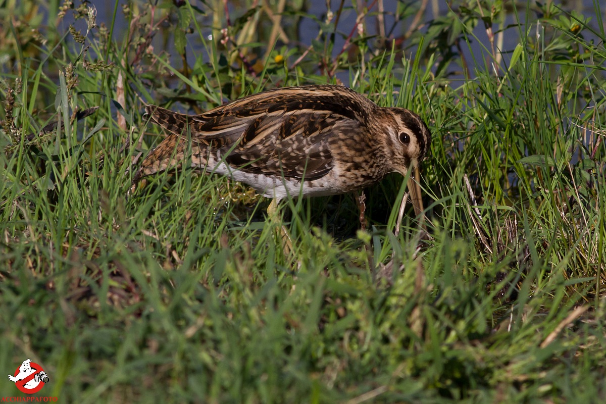 snipe