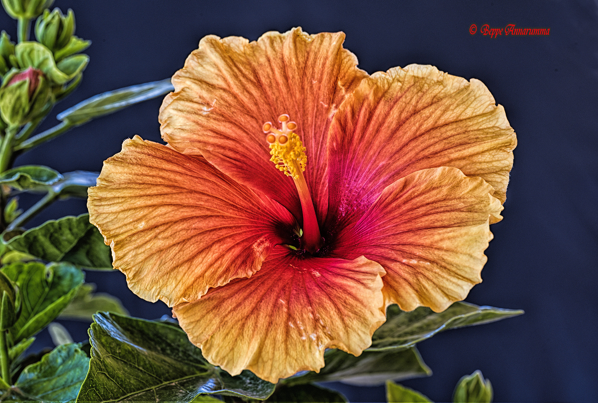 Hibiscus
