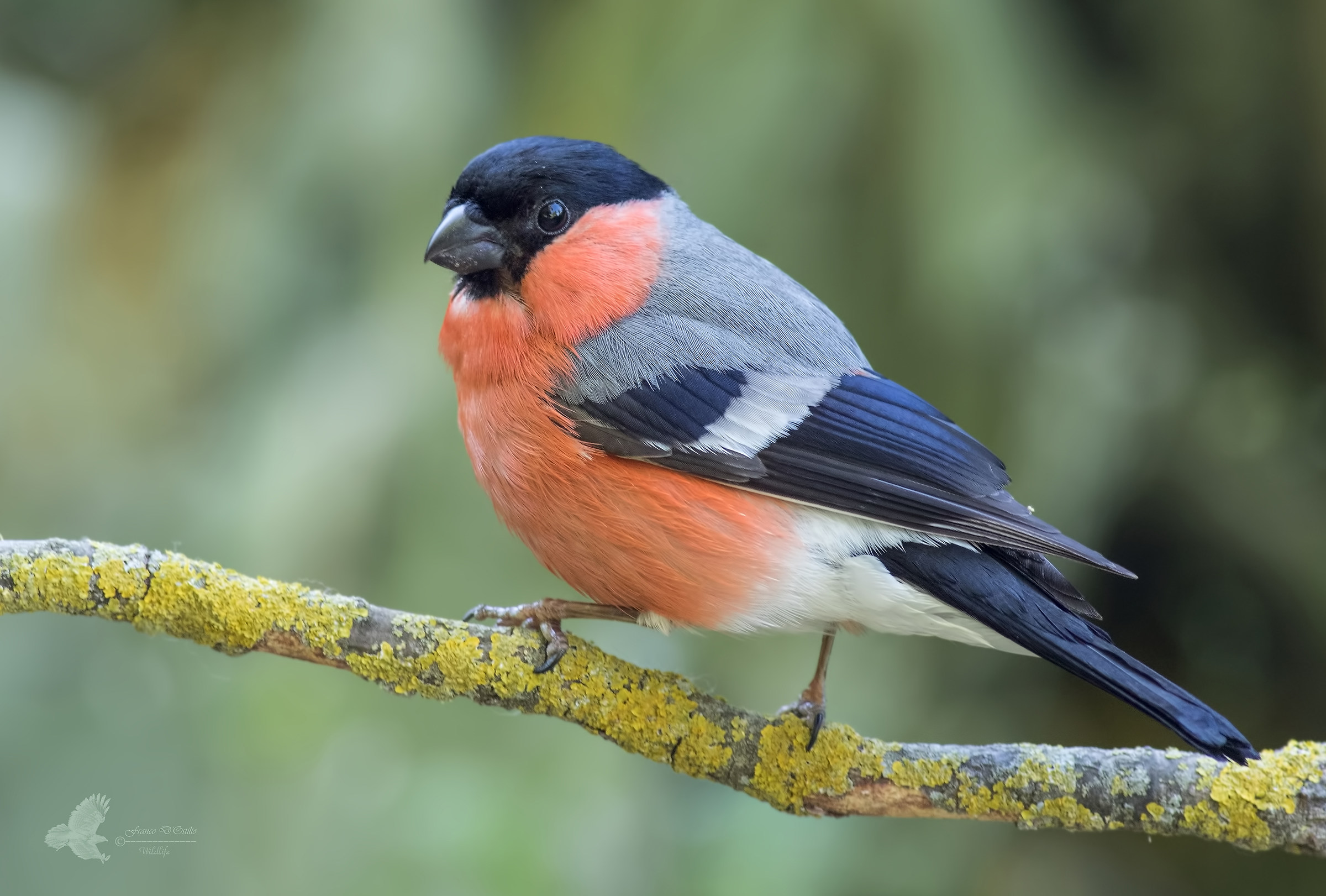 bullfinch