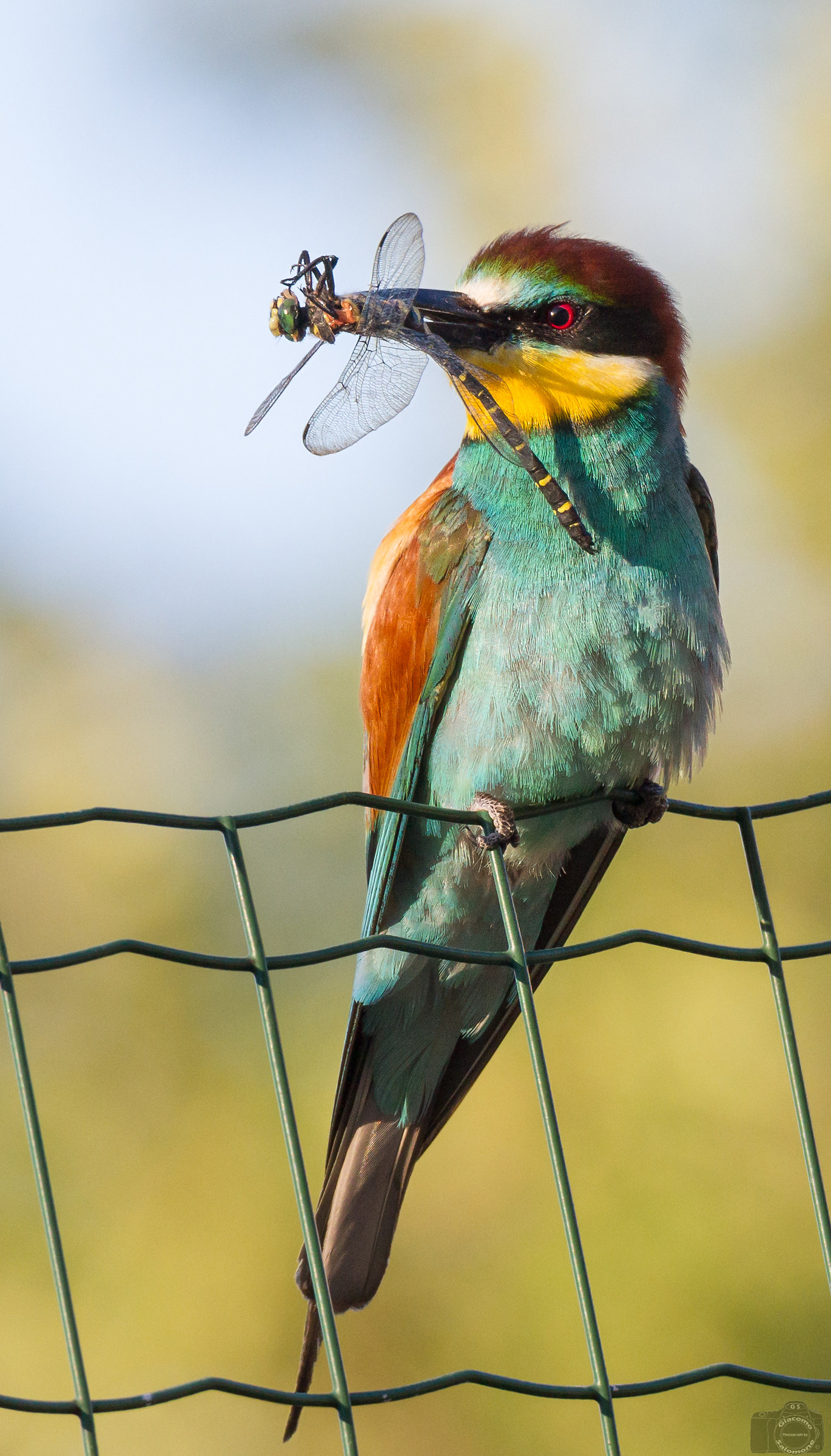 Crawfish with dragonfly.