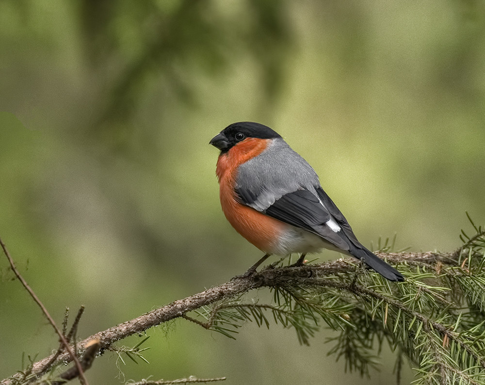 bullfinch