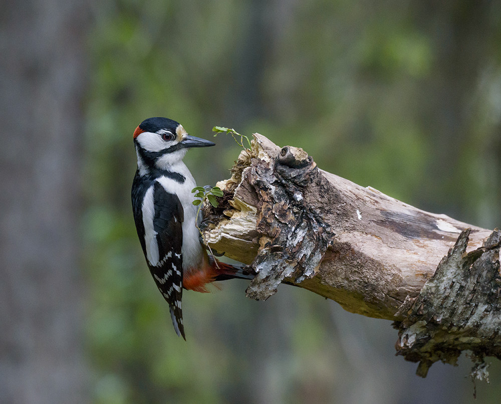 woodpecker