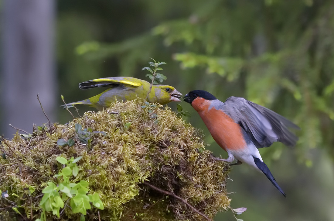 verdone vs ciuffolotto