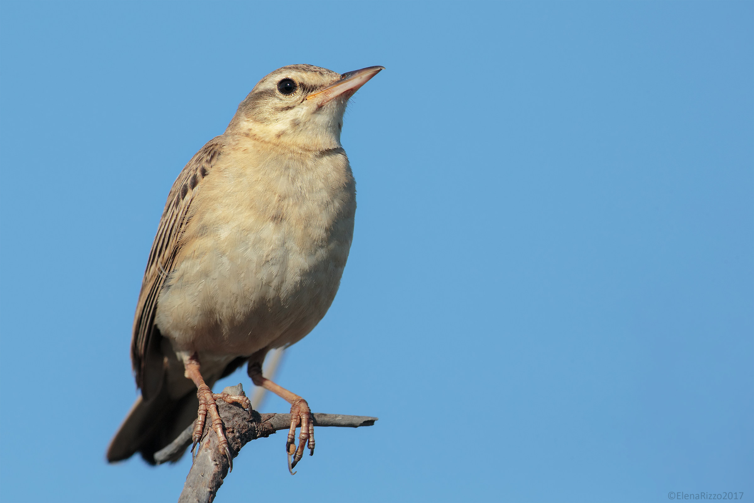 Calander very close: O