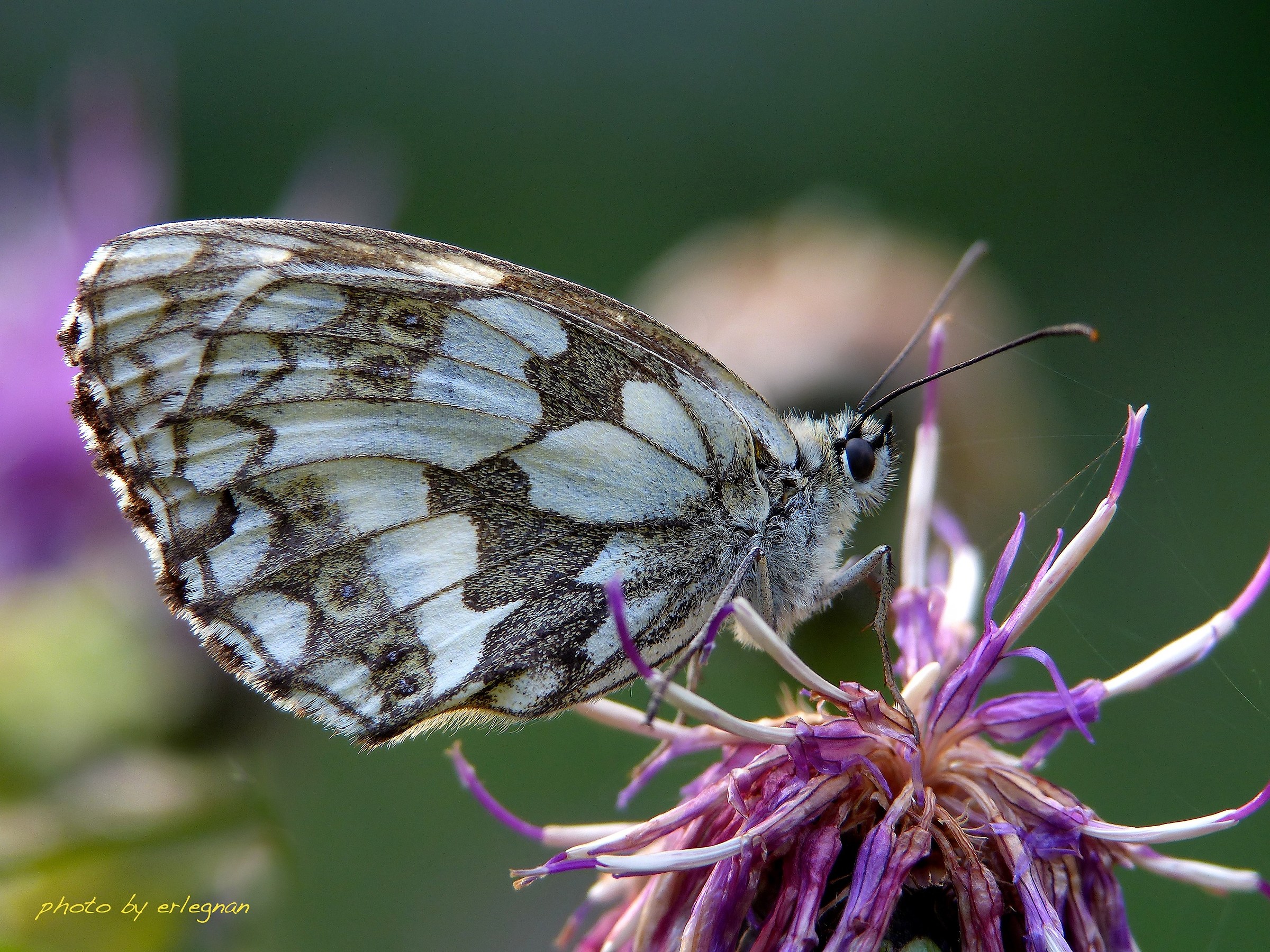 Melanargia Galathea
