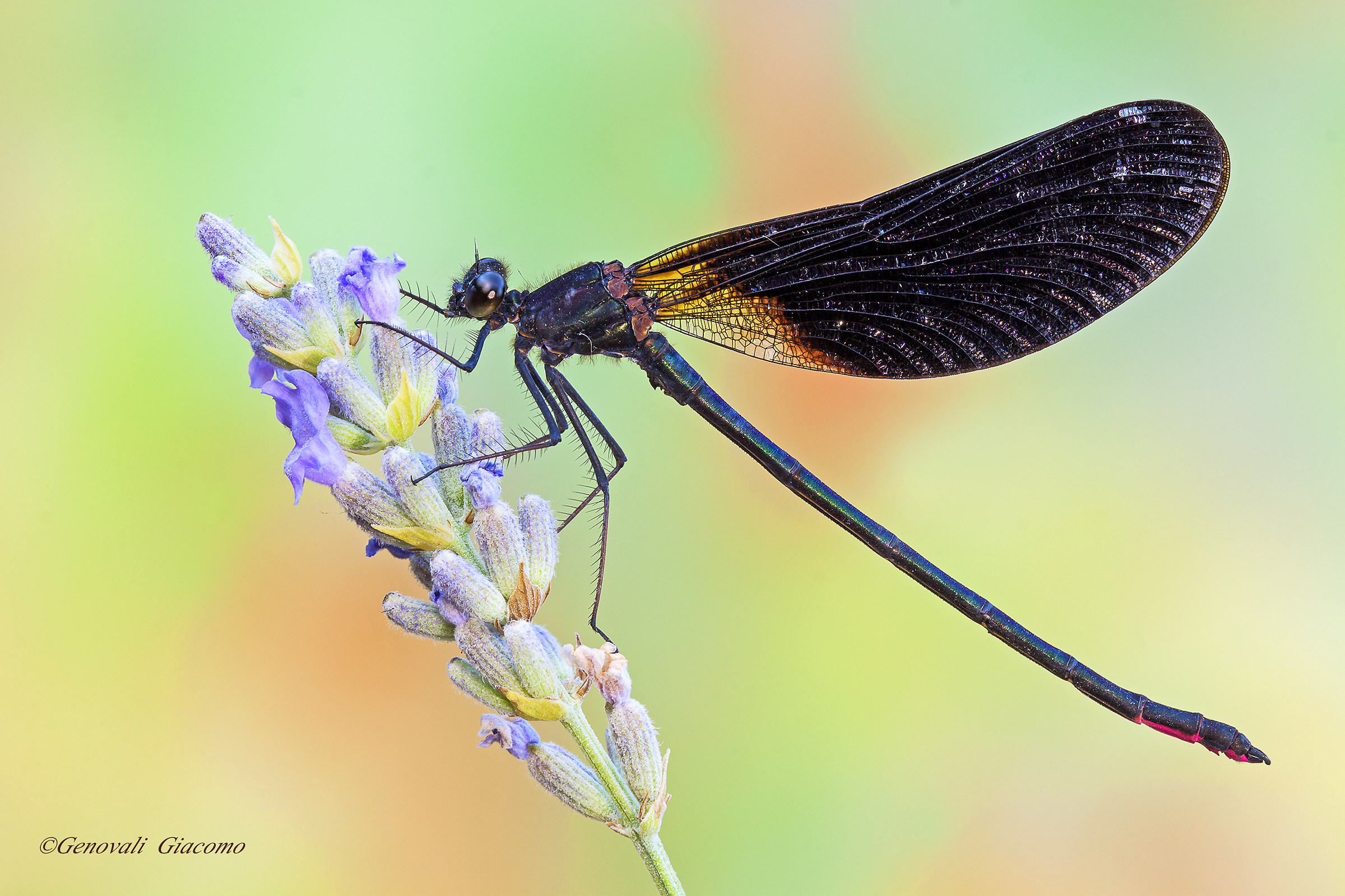 Calopteryx virgo male