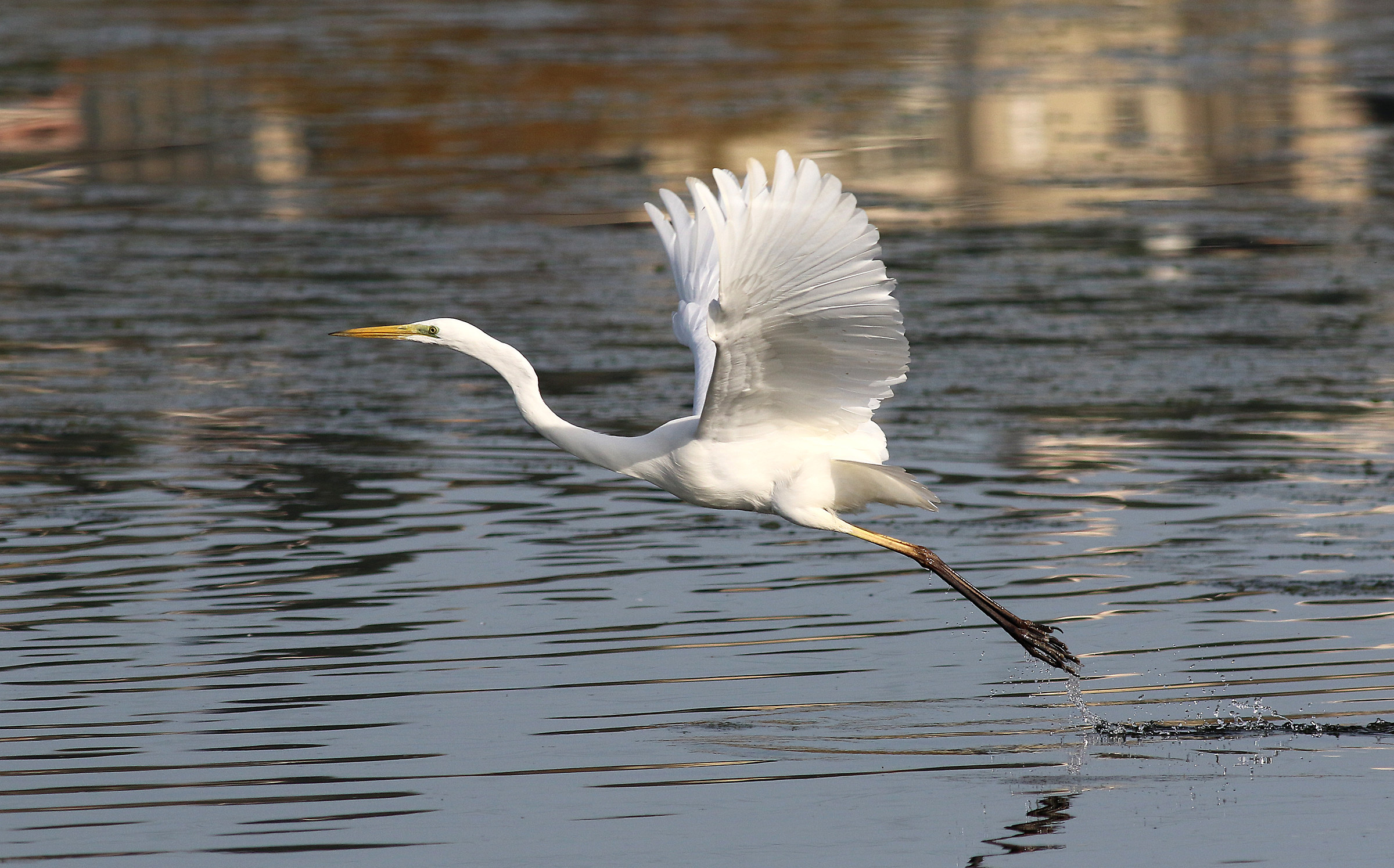 White Heron on takeoff.