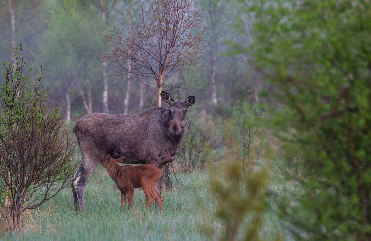 Moosecow with young calf 2