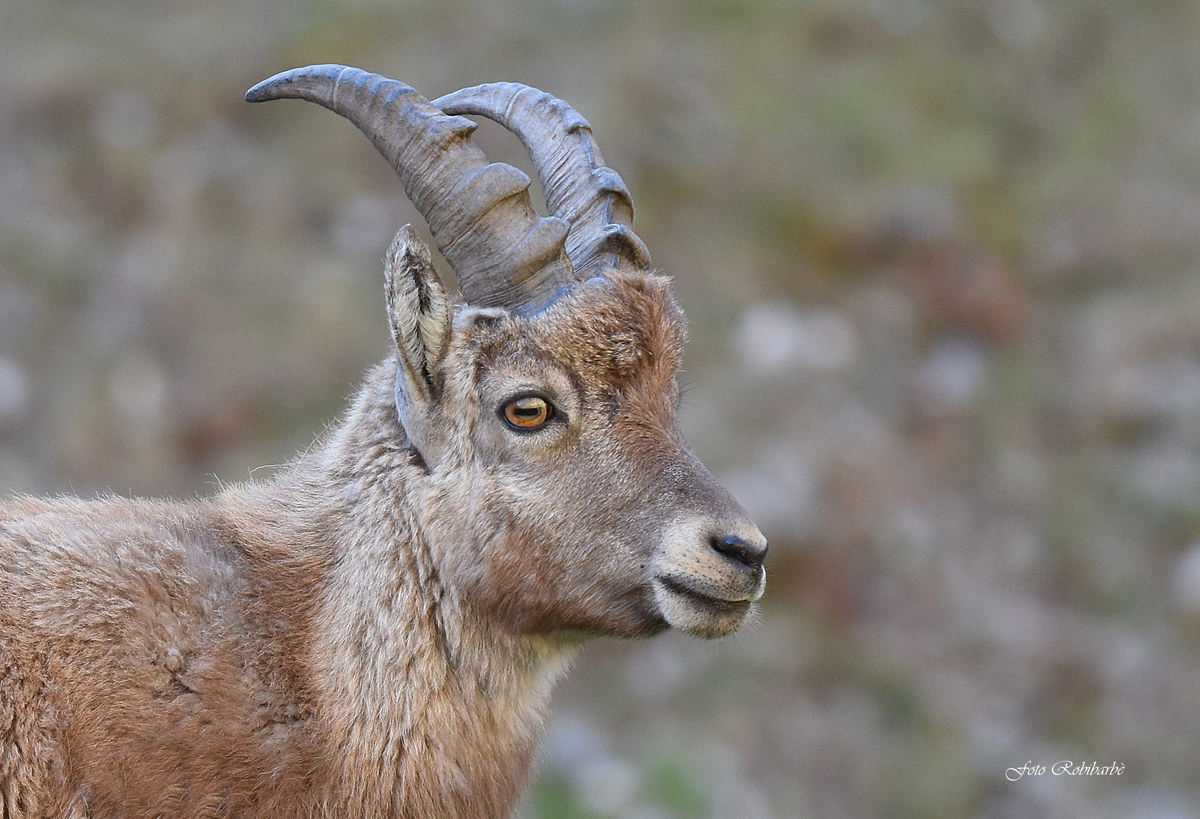 Ibex in the foreground ...