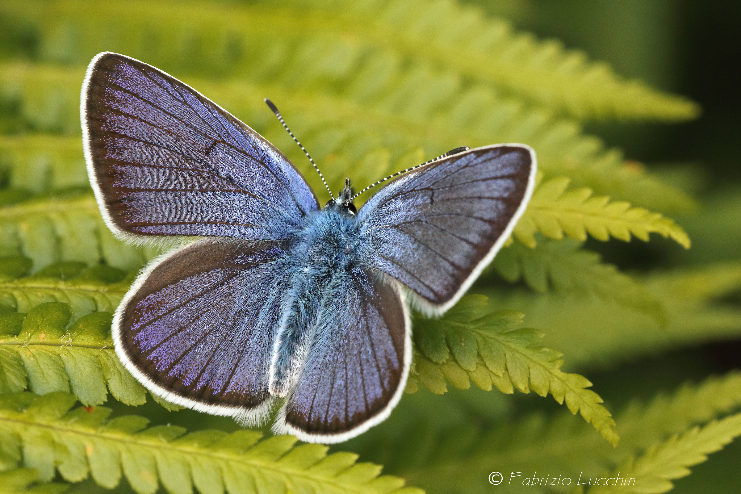 Cyaniris semiargus