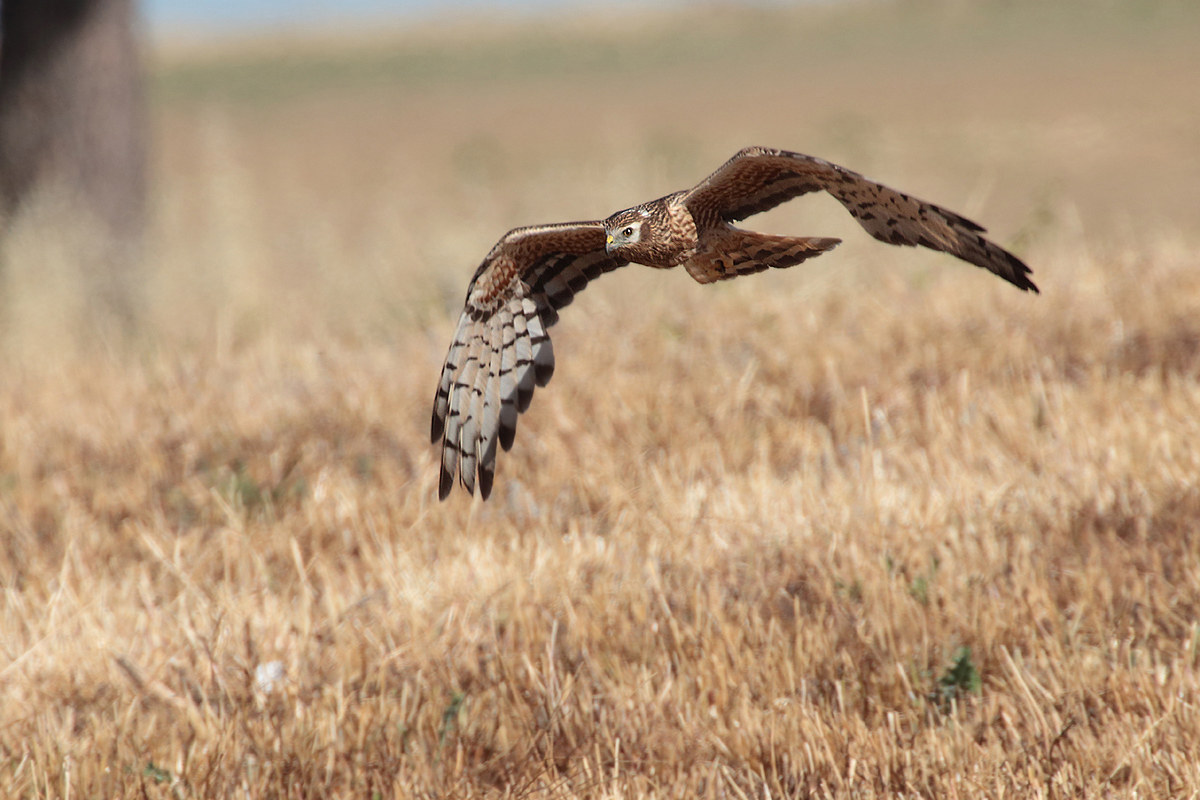 Lower Albanella (f) in flying flight