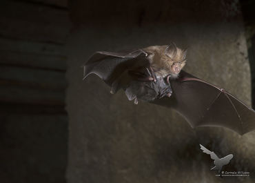 Rhinolophus hipposideros