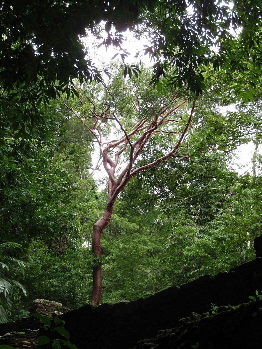 albero rosso a palenque