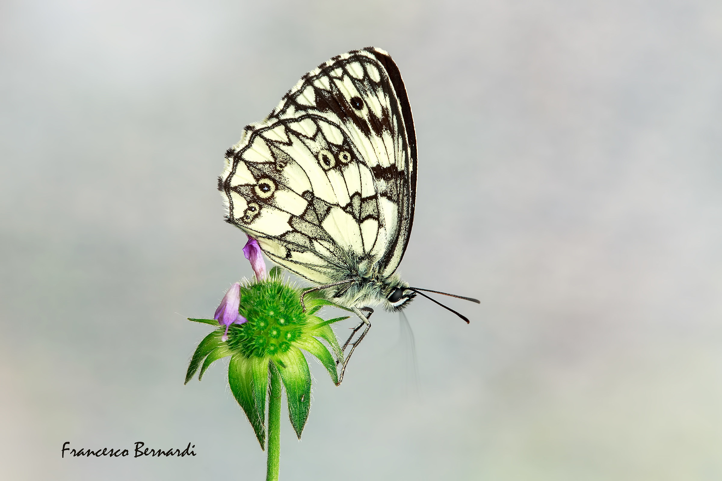 Melanargia galathea 1758