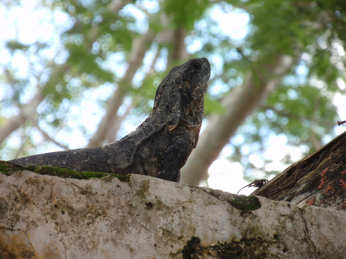 iguan-hoooo!