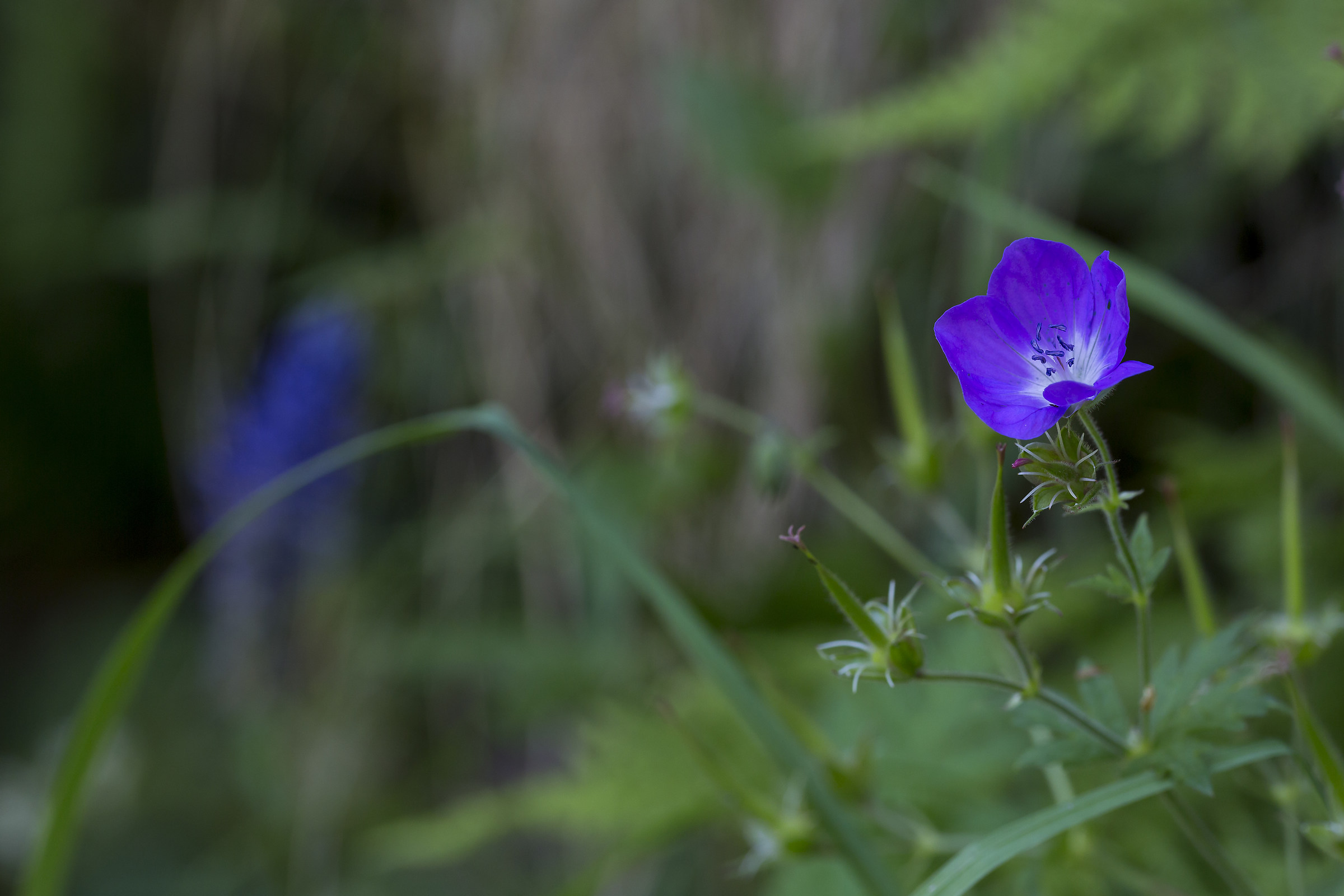 Wild geranium.